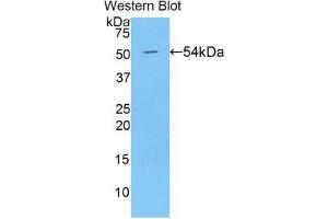 Detection of Recombinant BMP1, Human using Polyclonal Antibody to Bone Morphogenetic Protein 1 (BMP1) (BMP1 antibody  (AA 610-843))