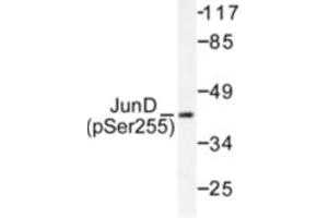 Image no. 2 for anti-Jun D Proto-Oncogene (JUND) (pSer255) antibody (ABIN318059) (JunD antibody  (pSer255))