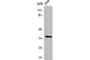 Western Blot analysis of A549 cells using STEAP1 Polyclonal Antibody (STEAP1 antibody  (N-Term))