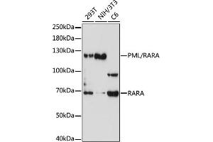 Western blot analysis of extracts of various cells, using PML/RARA antibody (ABIN6127629, ABIN6145816, ABIN6145817 and ABIN6223426) at 1:1000 dilution. (PML/RARA antibody)