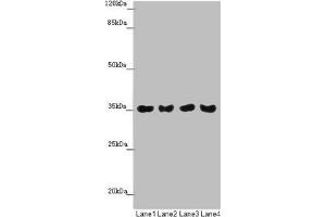Western blot All lanes: TOMM34 antibody at 1. (TOMM34 antibody  (AA 1-309))