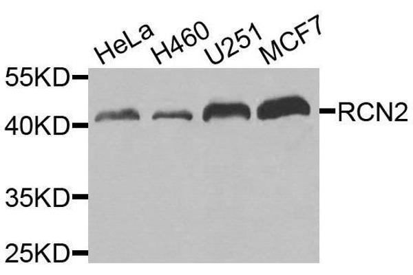 RCN2 antibody  (AA 23-180)