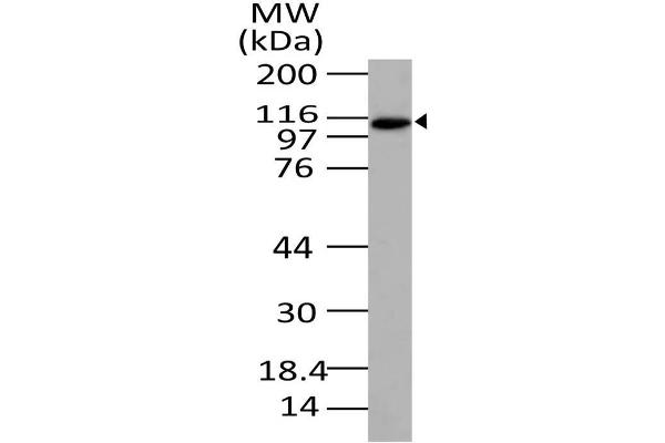 XPO4 antibody  (AA 775-1000)