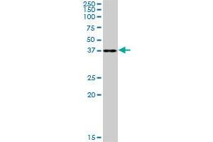 RFC2 MaxPab polyclonal antibody. (RFC2 antibody  (AA 1-320))