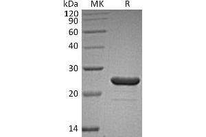 Greater than 95 % as determined by reducing SDS-PAGE. (FGF9 Protein)