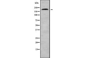 Western blot analysis Na+ CP type VIIalpha using RAW264. (SCN7A antibody  (C-Term))