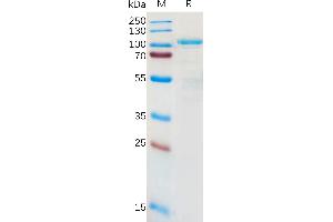 LRRC32 Protein (AA 20-627) (Fc Tag)
