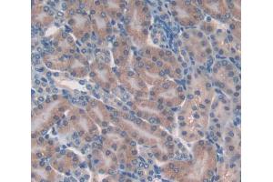 DAB staining on fromalin fixed paraffin- embedded kidney tissue) (Glutathione Peroxidase 6 antibody  (AA 20-221))