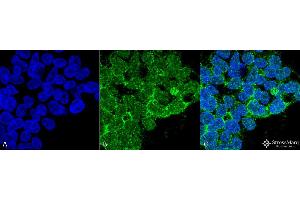 Immunocytochemistry/Immunofluorescence analysis using Mouse Anti-PP5 Monoclonal Antibody, Clone 12F7 . (PP5 antibody  (Atto 594))