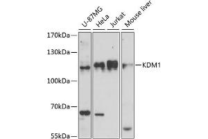 Western blot analysis of extracts of various cell lines, using KDM1 antibody (ABIN7268323) at 1:1000 dilution. (LSD1 antibody  (AA 130-380))