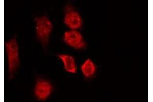 ABIN6266914 staining NIH-3T3 by IF/ICC. (CCDC99 antibody  (C-Term))