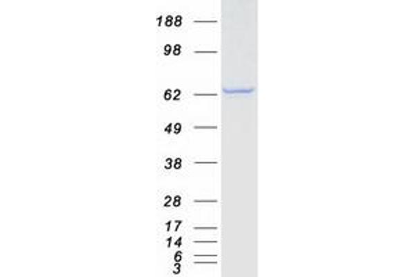 CTNNBL1 Protein (Myc-DYKDDDDK Tag)