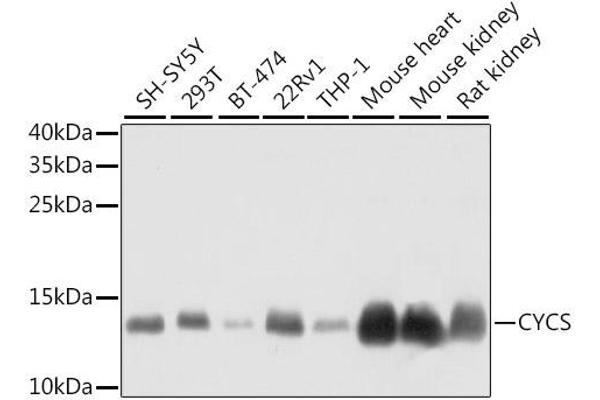 Cytochrome C antibody  (AA 1-105)