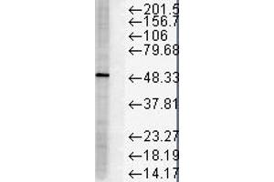 Western Blotting (WB) image for anti-FK506 Binding Protein 5 (FKBP5) antibody (ABIN6656088)