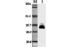 Western blot analysis in mouse plasma using anti-Adiponectin (mouse), pAb  at 1:5'000 dilution. (ADIPOQ antibody)