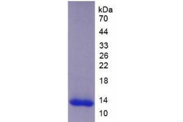 ADAMTS8 Protein