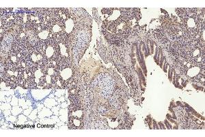 Immunohistochemical analysis of paraffin-embedded rat lung tissue. (RANKL antibody  (C-Term))