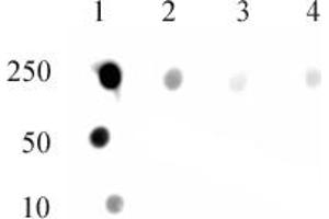DNMT1 monomethyl Lys142 antibody (pAb) tested by dot blot analysis. (DNMT1 antibody  (Lys142, meLys142))