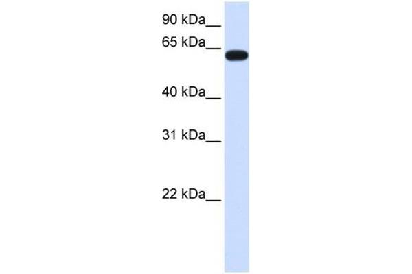 HS6ST3 antibody  (C-Term)