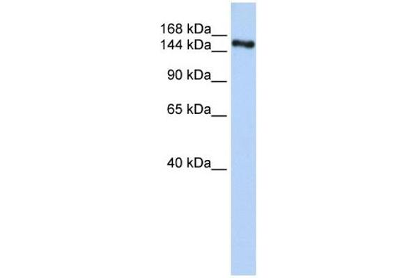 ZNF236 antibody  (C-Term)