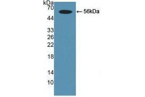 Western blot analysis of recombinant Human Smad9. (SMAD9 antibody  (AA 226-459))