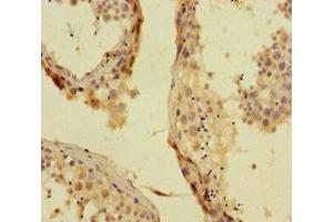 Immunohistochemistry of paraffin-embedded human testis tissue using ABIN7163844 at dilution of 1:100 (PHC1 antibody  (AA 142-225))