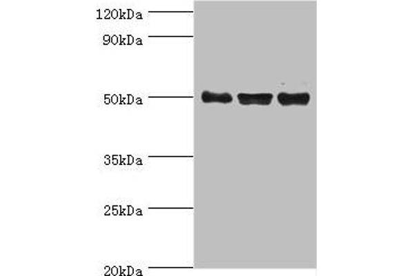 TRF1 antibody  (AA 260-439)