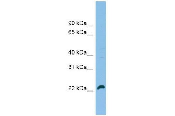 SPATA24 antibody  (C-Term)