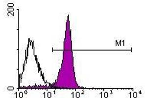 Image no. 1 for anti-CD2 (CD2) antibody (ABIN135080) (CD2 antibody)