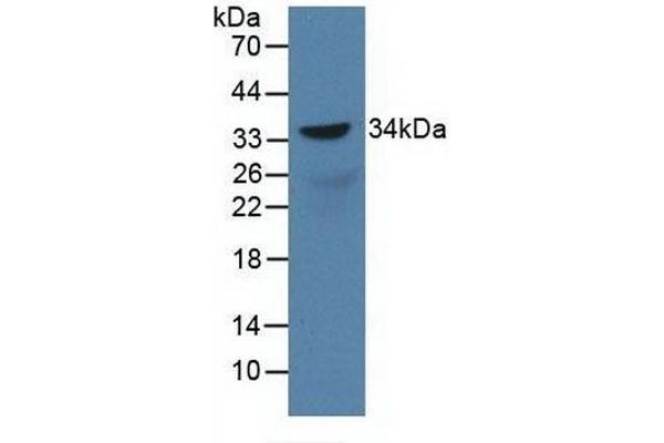 SOX18 antibody  (AA 153-377)