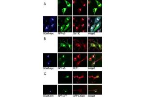 Immunofluorescence (IF) image for anti-Golgi-Associated, gamma Adaptin Ear Containing, ARF Binding Protein 1 (GGA1) antibody (ABIN3001508) (GGA1 antibody)