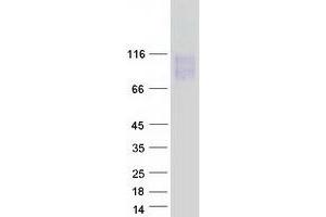 Validation with Western Blot (LAMP2 Protein (Transcript Variant C) (Myc-DYKDDDDK Tag))