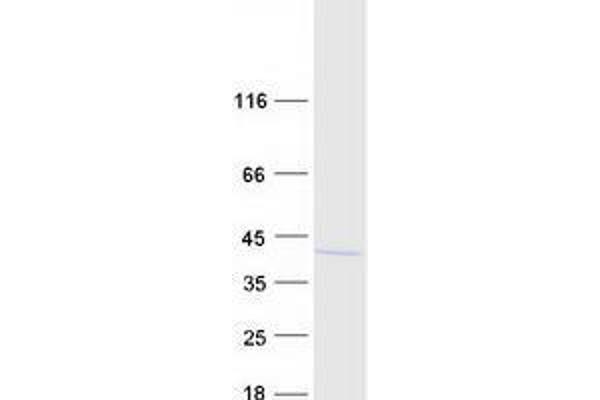 UBLCP1 Protein (Myc-DYKDDDDK Tag)