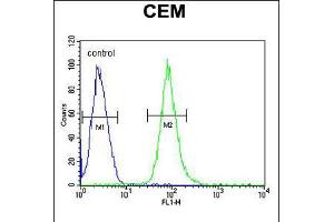 Flow cytometric analysis of CEM cells (right histogram) compared to a negative control cell (left histogram). (HCK antibody  (N-Term))