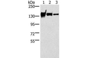 Western Blot analysis of Mouse heart tissue, A172 and 231 cell using R-Cadherin Polyclonal Antibody at dilution of 1:200 (Cadherin 4 antibody)