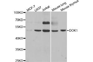 Western blot analysis of extracts of various cell lines, using DOK1 antibody (ABIN5973324) at 1/1000 dilution. (DOK1 antibody)