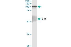 Immunoprecipitation of RAPGEF3 transfected lysate using rabbit polyclonal anti-RAPGEF3 and Protein A Magnetic Bead (RAPGEF3 (Human) IP-WB Antibody Pair)