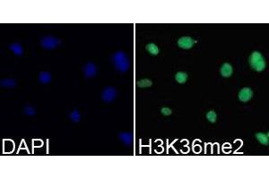 Immunofluorescence (IF) image for anti-Histone 3 (H3) (H3K36me2) antibody (ABIN1873004) (Histone 3 antibody  (H3K36me2))