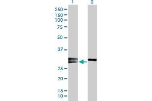 Western Blot analysis of NOG expression in transfected 293T cell line by NOG MaxPab polyclonal antibody. (NOG antibody  (AA 1-232))