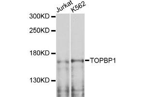 Western blot analysis of extracts of various cell lines, using TOPBP1 antibody (ABIN6291480) at 1:1000 dilution. (TOPBP1 antibody)