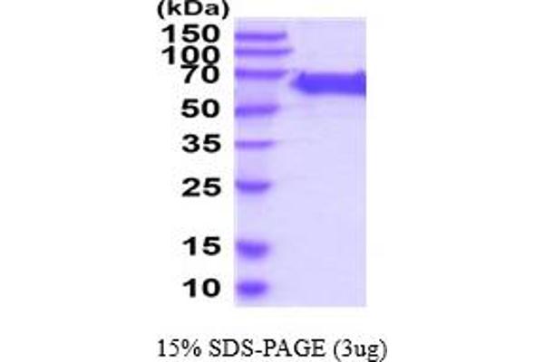 DCT Protein (AA 24-472) (His tag)