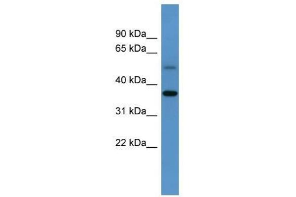 GYG antibody  (C-Term)