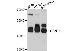 Western blot analysis of extracts of various cell lines, using GCNT1 antibody (ABIN5997780) at 1/1000 dilution. (GCNT1 antibody)