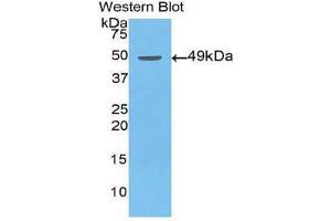 Western Blotting (WB) image for anti-Enolase 2 (Gamma, Neuronal) (ENO2) (AA 2-285) antibody (ABIN1860064) (ENO2/NSE antibody  (AA 2-285))