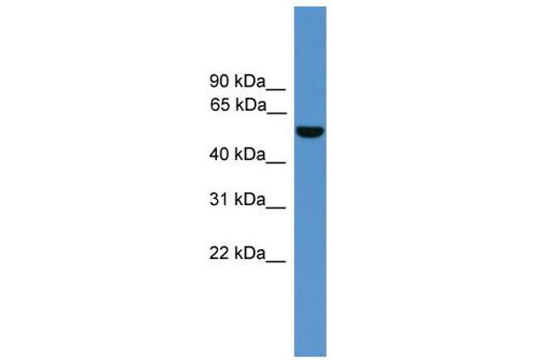 ALDH9A1 antibody  (C-Term)