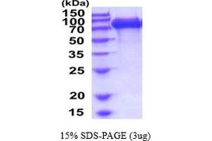 SDS-PAGE (SDS) image for Interleukin 6 Signal Transducer (Gp130, Oncostatin M Receptor) (IL6ST) (AA 23-619) protein (His tag) (ABIN6387728) (CD130/gp130 Protein (AA 23-619) (His tag))