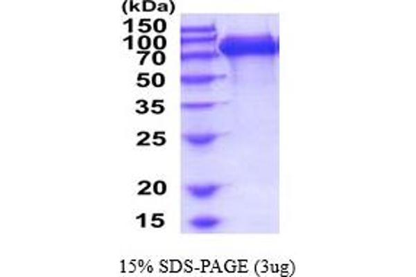 CD130/gp130 Protein (AA 23-619) (His tag)