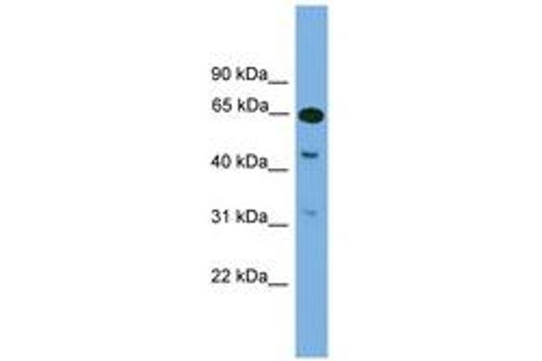 NPAS1 antibody  (AA 421-470)