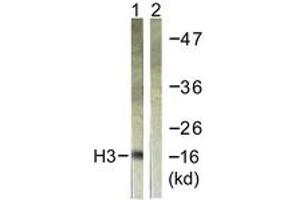 Western Blotting (WB) image for anti-Histone 3 (H3) (AA 16-65) antibody (ABIN2890740) (Histone 3 antibody  (AA 16-65))