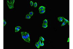 Immunofluorescent analysis of HepG2 cells using ABIN7159976 at dilution of 1:100 and Alexa Fluor 488-congugated AffiniPure Goat Anti-Rabbit IgG(H+L) (ERK2 antibody  (AA 133-316))